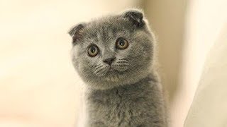 Lovely Scottish Fold Cat Meow : Lulu Feel So Good