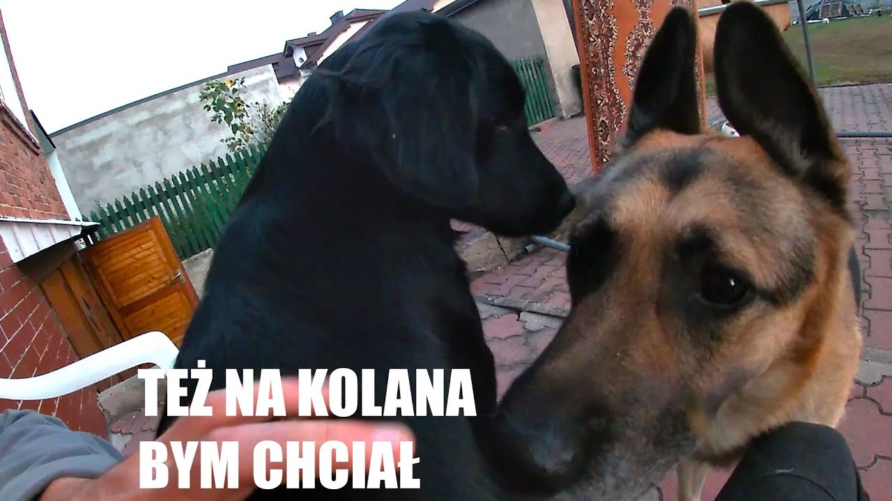 Film Na Fajrant Co Tam U Psiarni I Bia ki YouTube film-na-fajrant-co-tam-u-psiarni-i-bia-ki-youtube