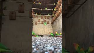 Fisher Love Bird Colony