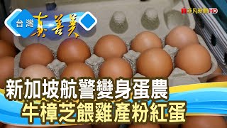 航警美眉的“粉紅雞蛋”長短樹放牧蛋【台灣真善美】2023.07.09