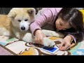 秋田犬パティ　ぼくの足跡パッド🐾💕お姉ちゃん上手に作ってね❣️