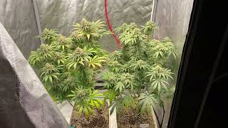 Grow Strong cup grow off!!! @LotusNutrients & water that’s it!!!