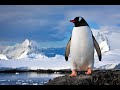 LAS 14 CURIOSIDADES DE LOS PINGÜINOS