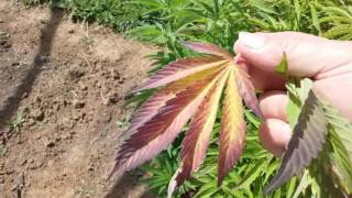 Outdoor grow Greenhouse marijuana