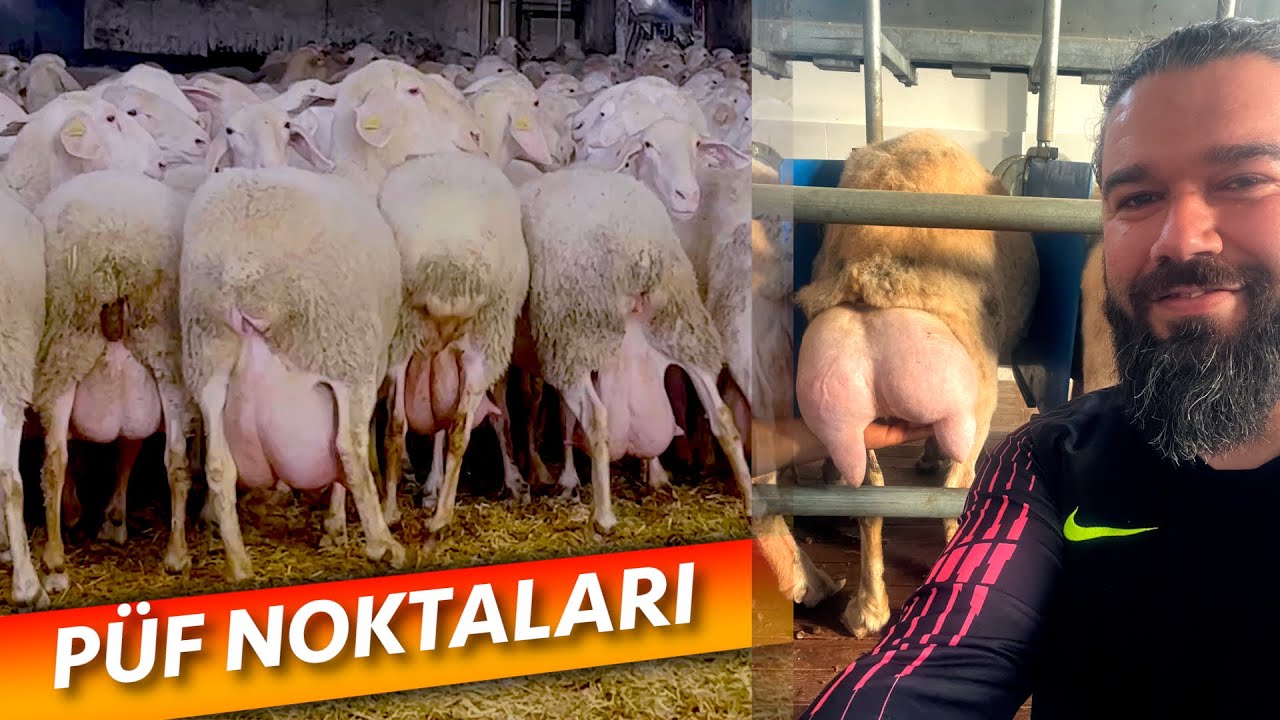 YÜKSEK KAZANÇLI SÜT KOYUNCULUĞU