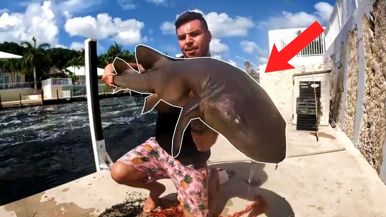 Catching BIG Nurse Sharks Down In Key Largo!!