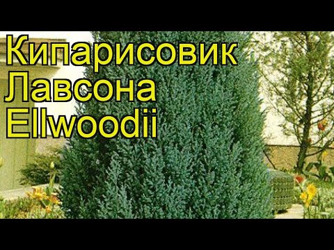 Кипарисовик лавсона Элвуди. Краткий обзор, описание характеристик chamaecyparis lawsoniana Ellwoodii