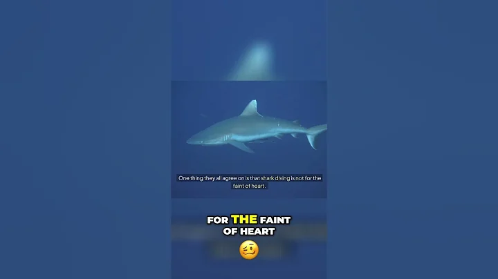 🤩 Dive into Adventure - Expert Tips for Shark Diving