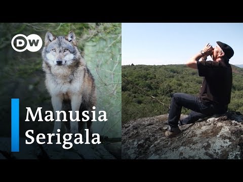 Video: Wolf's Bast - Bagaimana Rupa Serigala, Dan Penggunaan Bast Serigala. Langkah-langkah Untuk Keracunan Dengan Serigala