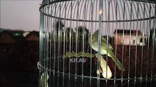 Download Lagu Trucukan Ropel panjang, cocok buat pancingan trucukan lain Download Lagu Trucukan Ropel panjang, cocok buat pancingan trucukan lain