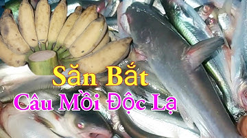 Săn Bắt Câu Mồi Độc Lạ Nhất Miền Tây Sông Nước Dính Cá Hú Cá Dứa Thấy Phê/ Kiềm Rapper