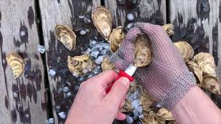 Oysters XO Step 3 of How to Shuck an Oyster (Left Hand 3/5)