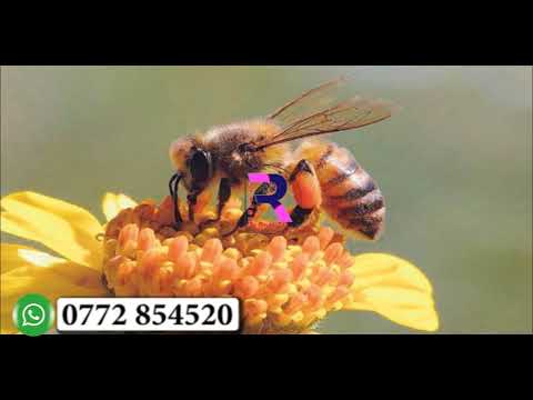 FAHAMU LEO KWANINI NYUKI HUFA ANAPOMUUMA MWANADAMU