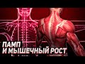 А. Замятин. Памп и мышечный рост. Капилляризация. Выносливость. Периодизация.