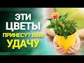 Какие ЦВЕТЫ ПРИНОСЯТ УДАЧУ: комнатные растения с хорошей энергетикой