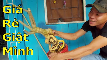 Nhuận ☎ 0965982492 Rao bán nhiều loại cây kiểng bonsai đẹp 24/12