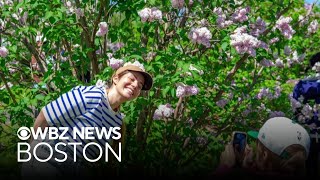 Weekend To Do List: Celebrate Mother's Day with shopping spree, lilac stroll at Arnold Arboretum