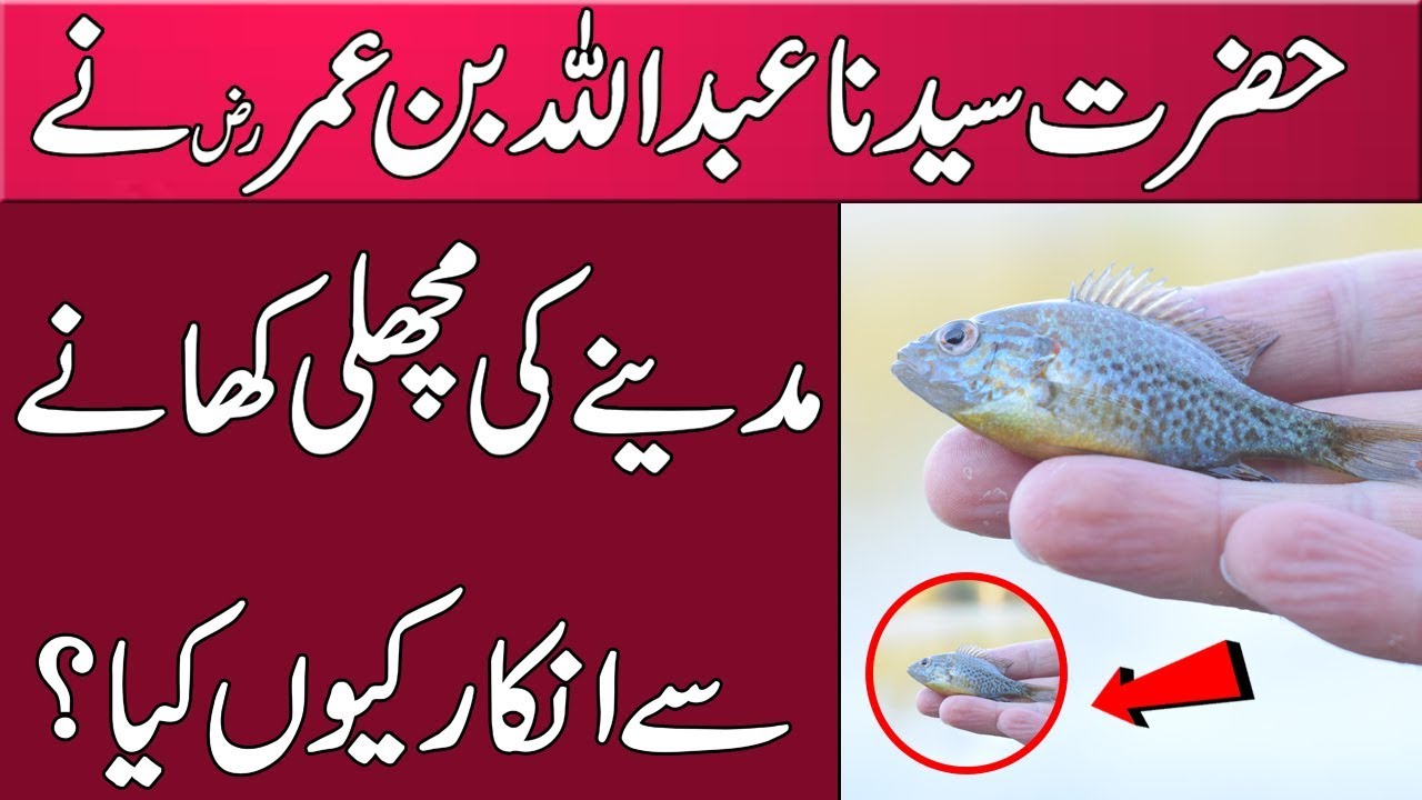 Talha Fish The Fish of Madeena | Garden of Abu Talha Sahaba | Hazrat Umar Farooq ...