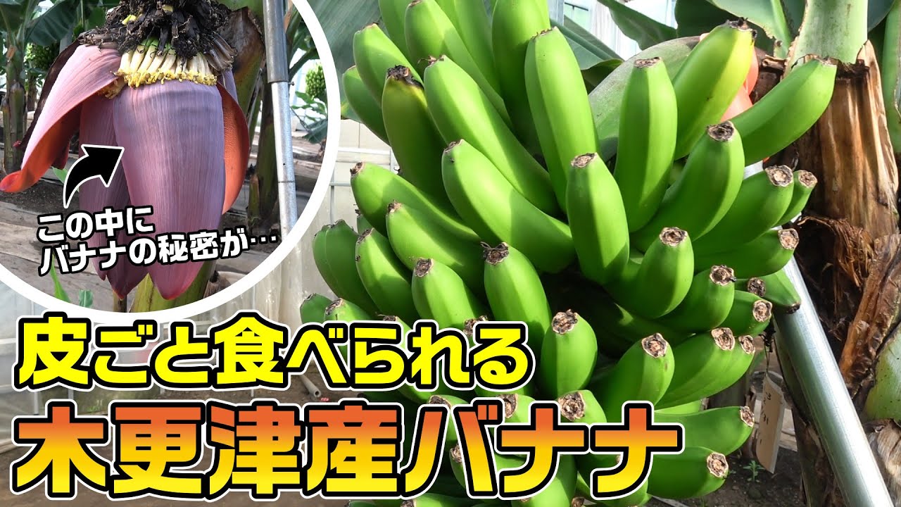 Kisarazu's New Specialty] These ultra-rare, domestically grown