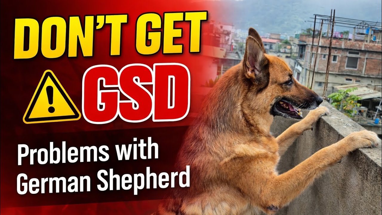 Don’t Get a German Shepherd If You Hate Hair 😳‼️ 