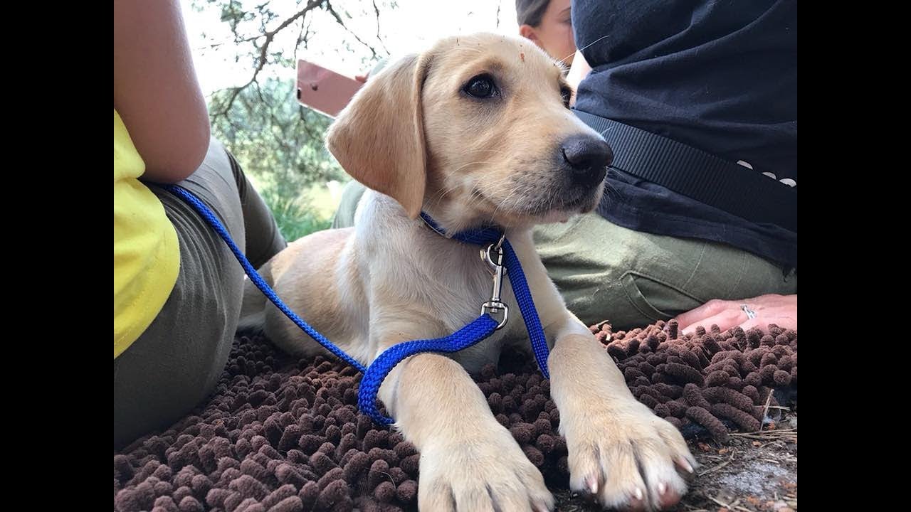 9 week old yellow lab