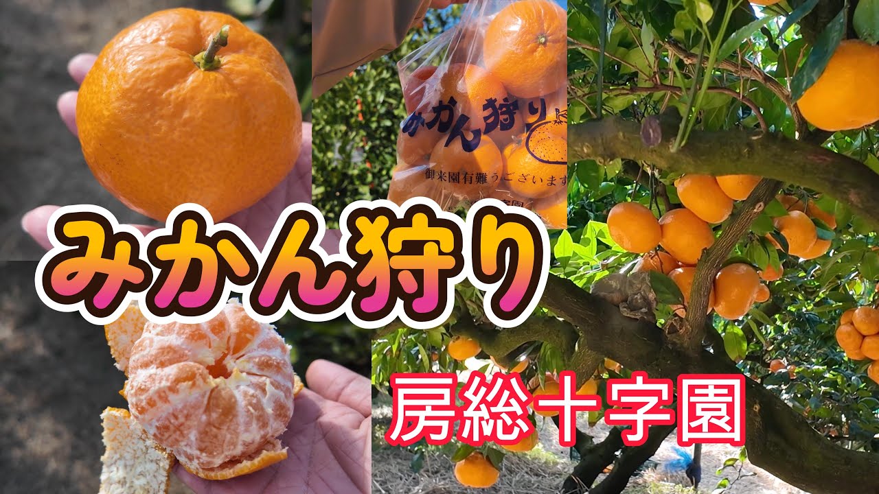 【みかん狩り】房総十字園で色々な種類のみかんを食べてみた！