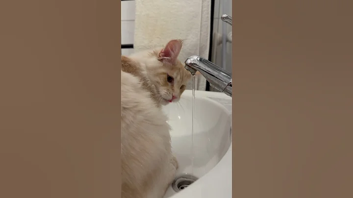 Watch the video about The Maine Coon kitten is drinking tap water!😂#funnykittens #funnycats #catvideos
