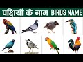 पक्षियों के नाम हिंदी और अंग्रेजी में || birds name in English and Hindi || my basic class