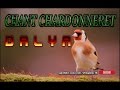 Chant chardonneret dalya original 100