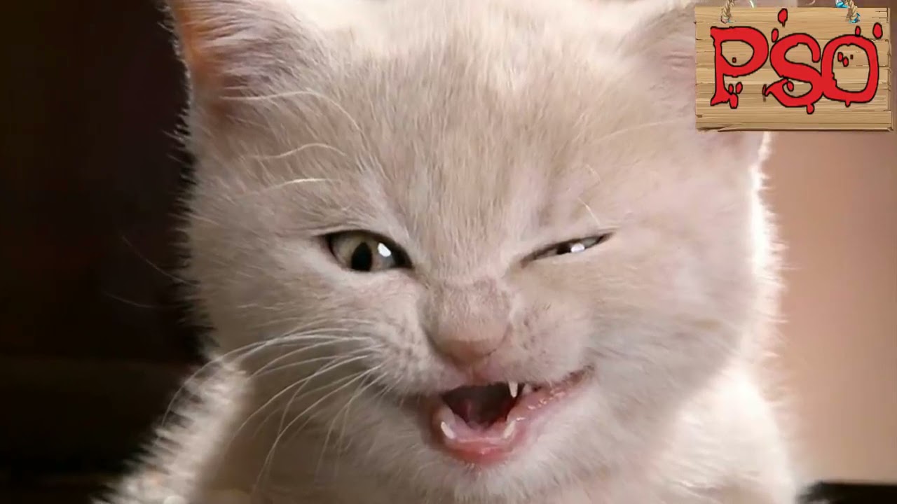 самое смешное видео с котами 2021 😂😂😂😂😂