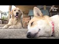 Welsh Corgi Dog Hired Retriever Dog As Her Puppies' Nanny?! (Part 1) | Kritter Klub