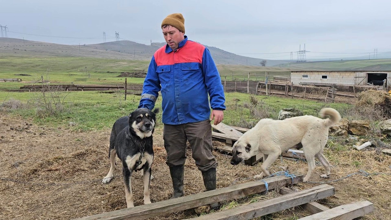 LA STANA PAZITA DE KANGALI A LUI EMIL PITICAS,UN TANAR GOSPODAR DIN JUD.TULCEA.
