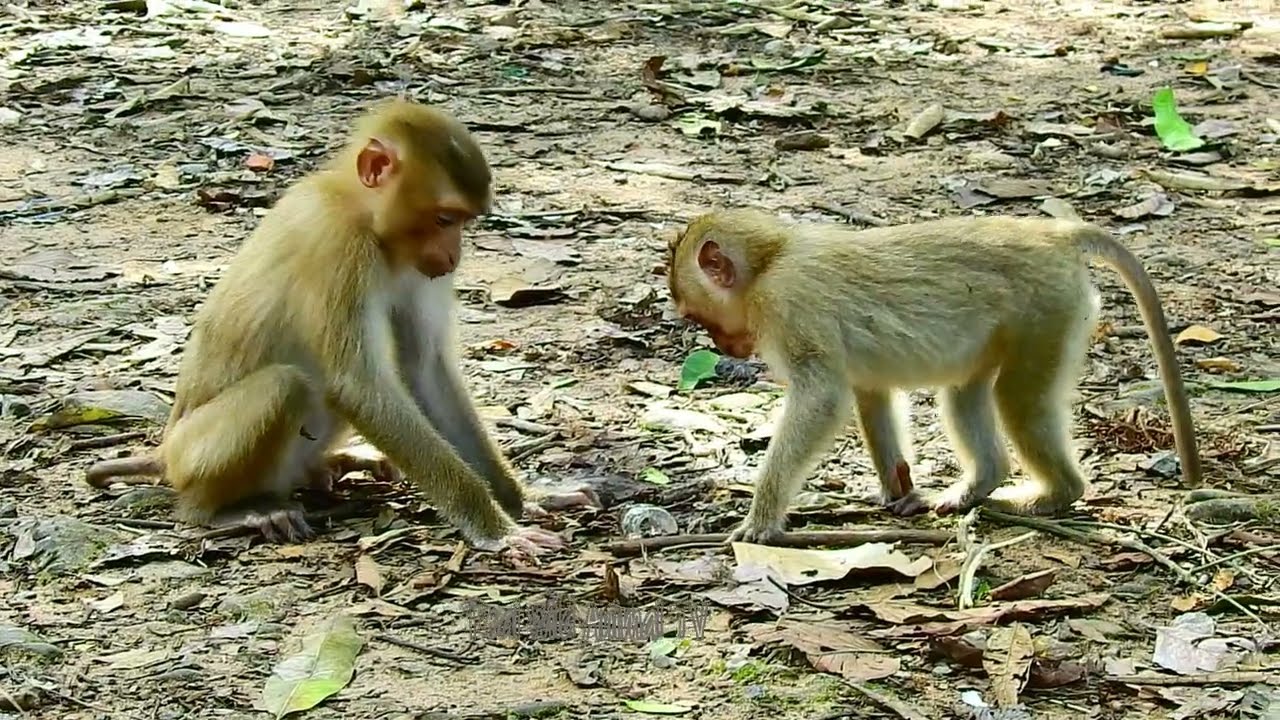 Watch!! Monkeys want to eat ICE cube  😍😍🥰❤️