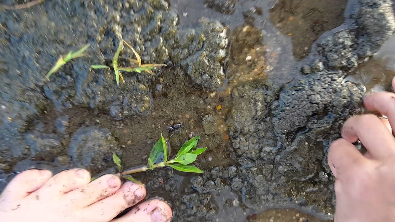 Catching Blood Worms (and tips) YouTube