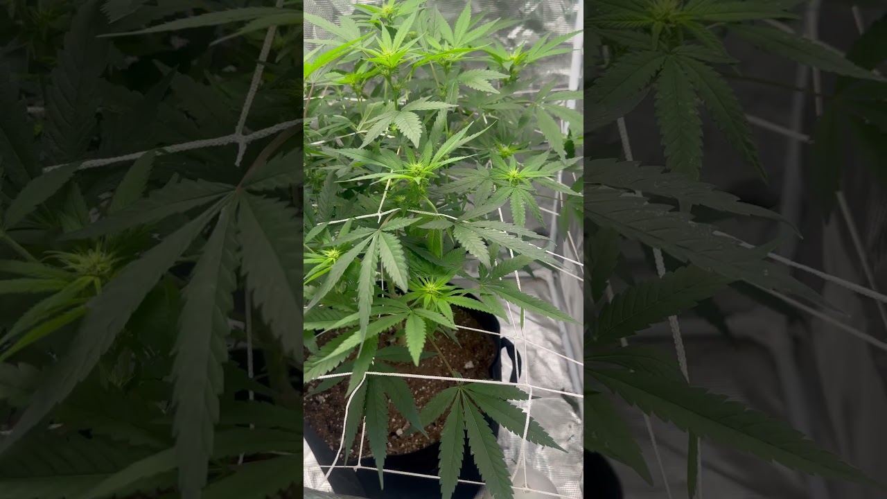 Jet Fuel Gelato week 2 of flower 