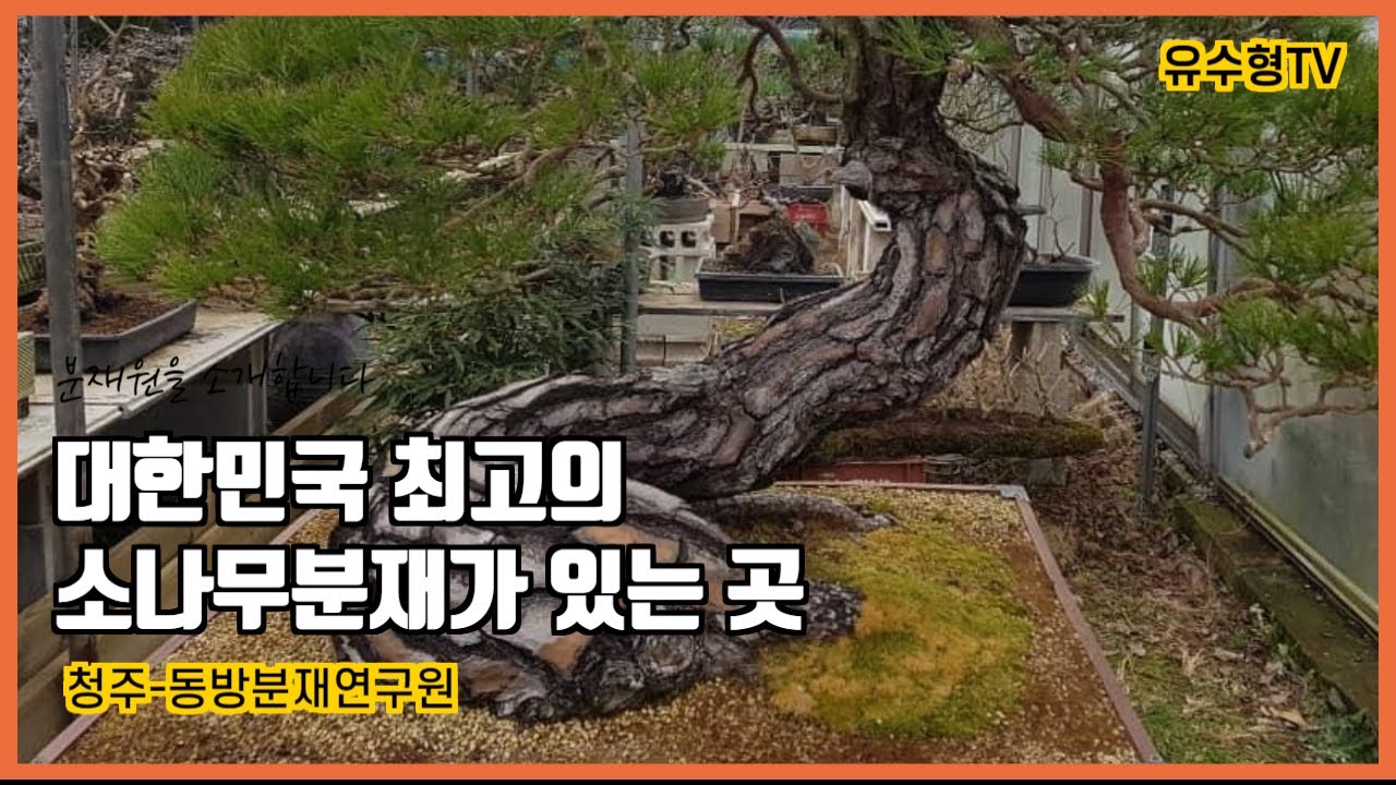 유수형TV 분재원 소개 시리즈-청주 동방분재연구원. 역대급 소나무분재가 있는 곳