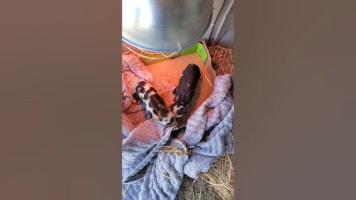 Newborn Kunekune Piglets