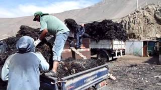 PISAGUA Y LA ARMADA LUGARES INDIGNO DE TRABAJO