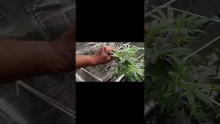 growing with beginner season 4 (2 ×4) Pre flower update