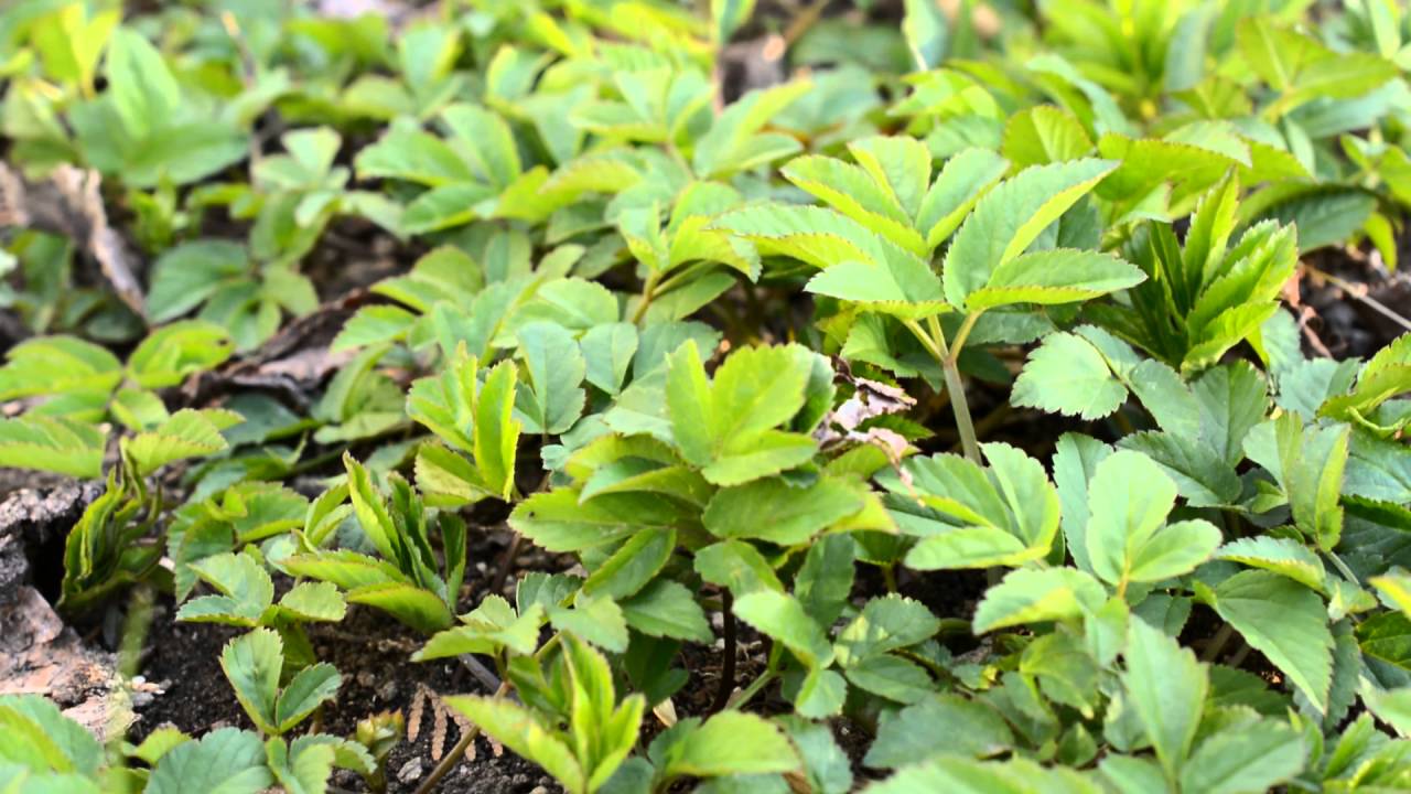 Angelica keiskei 明日葉 (Ashitaba) [ Healthy Food ] YouTube