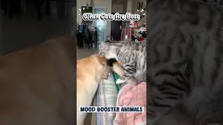WHEN CAT ARE BOSS | KETIKA KUCING JADI BOSS #catshorts #catvideo #catanddogfails