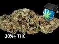 What 32% THC & 22% CBD really LOOK Like! - Ultra Potency Discussion What 32% THC & 22% CBD really LOOK Like! - Ultra Potency Discussion