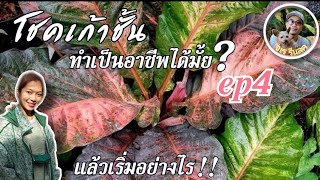 โชคเก้าชั้นทำเป็นอาชีพได้ไหม?แล้วเริ่มยังไง? โชคเก้าชั้นทับทิมสยามด่างชมพู ไม้มงคล ไม้กระแสยอดนิยม