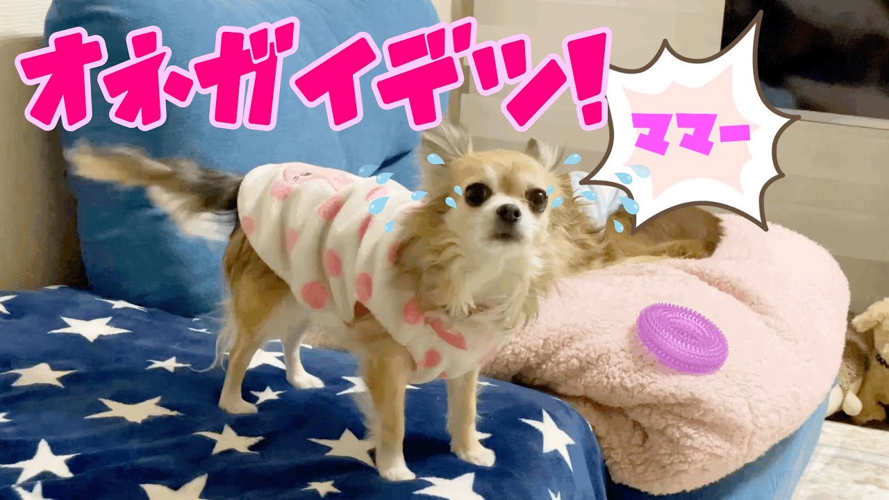 毛布の中へ入りたくて くぅーんくぅーん泣いちゃうチワワ Youtube