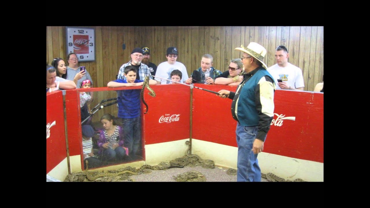 Scenes from the 2013 Rattlesnake festival YouTube