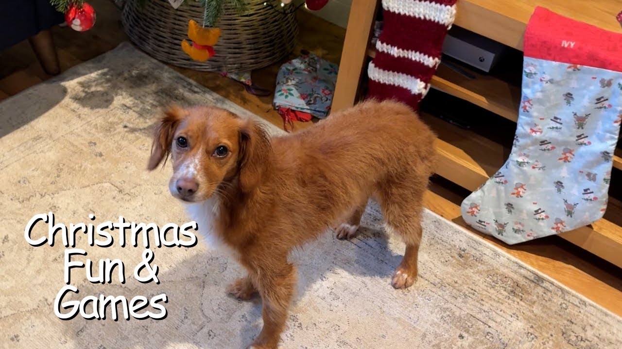 Crazy Cockapoo At Christmas - YouTube