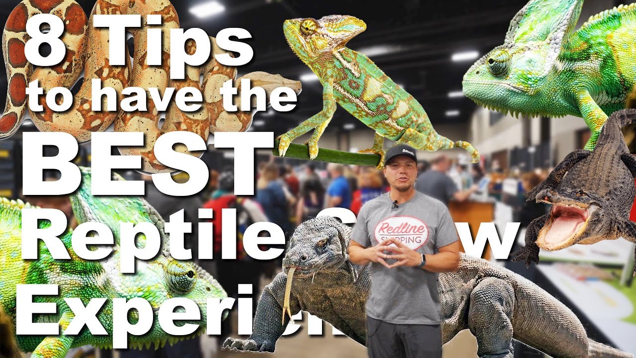 How to have the BEST REPTILE SHOW EXPERiENCE YouTube