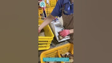 Tiny Chicks, Big Protection: Hatchery Vaccination Secrets! 🐥💉