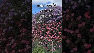 เพลง ดอกไม Flower By Patty Bee Ai