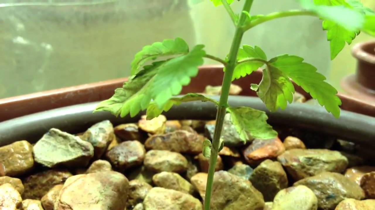 Blueberry Gum Week 3 (Veg) Medical Marijuana Grow